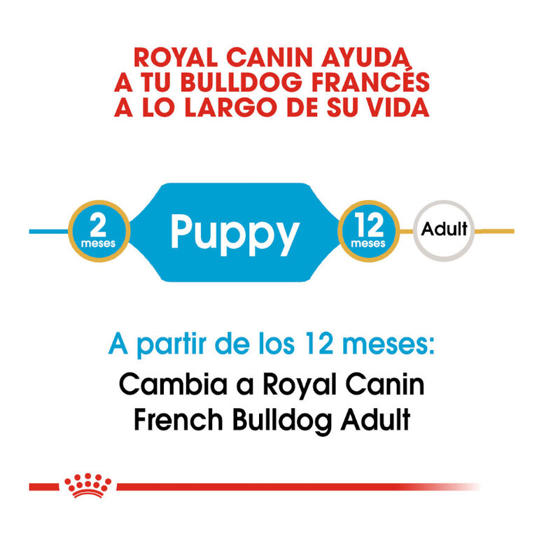 Royal Canin Puppy Bulldog Francês ração para cães, , large image number null